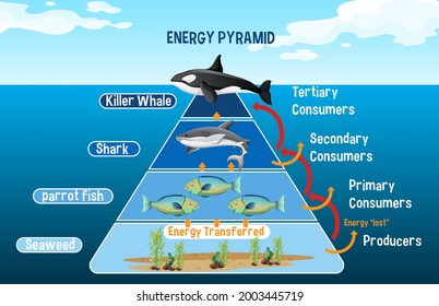 Diagram showing Arctic energy pyramid for education illustration