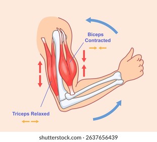 Diagram showing arm muscles during contraction and relaxation, flat anatomical style on light background. Concept of muscle movement and bone interaction. Vector illustration