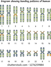 Diagram showing banding patterns of human, chromosome