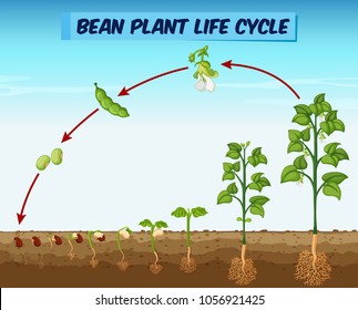 Diagram Showing Bean Plant Life Cycle Illustration