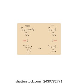 Diagram showing biochemical conversion of lignans to Enterolactone and Enterodiol - skeletal formula scientific illustration. Chemical biotransformation.