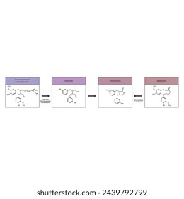 Diagram showing biochemical conversion of lignans to Enterolactone and Enterodiol - skeletal formula scientific illustration. Chemical biotransformation.