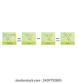 Diagramm, das die biochemische Umwandlung von Lignanen in Enterolacton und Enterodiol zeigt - Skelettformel wissenschaftliche Illustration. Chemische Biotransformation.