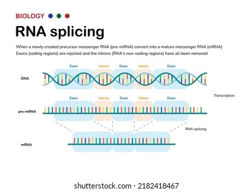 Diagram showing the biological process of RNA splicing to remove intron after transcription and produce mRNA