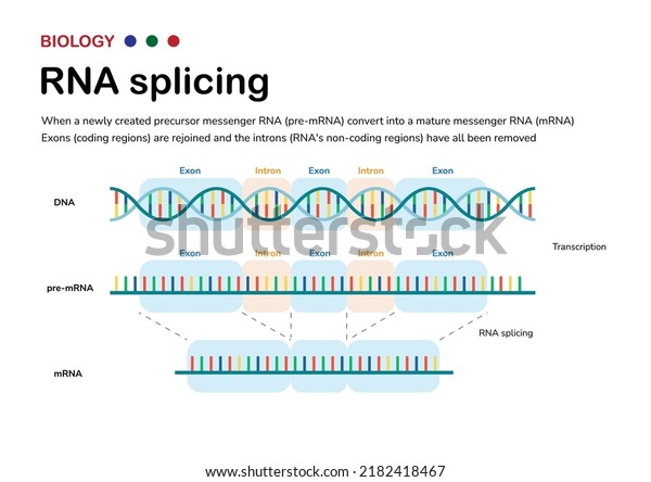 Diagram Showing Biological Process Rna Splicing Stock Vector (Royalty ...