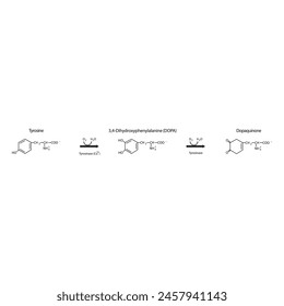 Diagram showing biosynthesis of Dopaquinone from Tyrosine via Tyrosinase - schematic molecular strcuture chemical illustration.