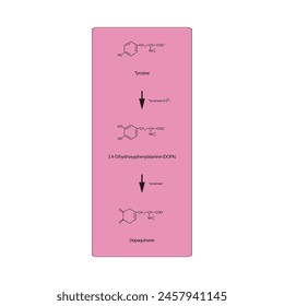 Diagram showing biosynthesis of Dopaquinone from Tyrosine via Tyrosinase - schematic molecular strcuture chemical illustration.