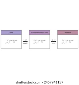 Diagram showing biosynthesis of Dopaquinone from Tyrosine via Tyrosinase - schematic molecular strcuture chemical illustration.