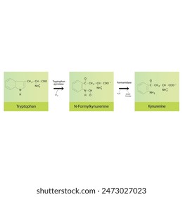 Diagram showing biosynthesis of Kynurenine from Tryptophan via enzymatic reaction - schematic molecular strcuture chemical illustration.