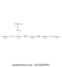 Diagram showing biosynthesis of Leukotriens from Arachidonic acid via enzymatic reaction - schematic molecular strcuture chemical illustration.