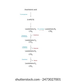 Diagram showing biosynthesis of Leukotriens from Arachidonic acid via enzymatic reaction - schematic molecular strcuture chemical illustration.