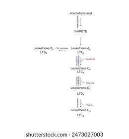 Diagram showing biosynthesis of Leukotriens from Arachidonic acid via enzymatic reaction - schematic molecular strcuture chemical illustration.