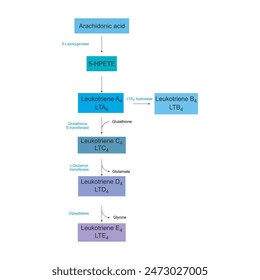 Diagram showing biosynthesis of Leukotriens from Arachidonic acid via enzymatic reaction - schematic molecular strcuture chemical illustration.