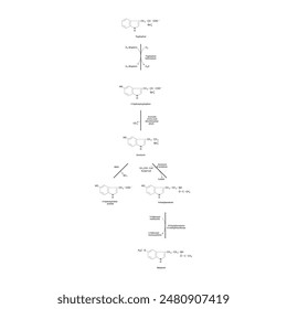 Diagramm, das die Biosynthese von Melatonin aus Tryptophan über enzymatische Reaktionen zeigt - schematische chemische Darstellung der molekularen Struktur.