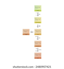 Diagramm, das die Biosynthese von Melatonin aus Tryptophan über enzymatische Reaktionen zeigt - schematische chemische Darstellung der molekularen Struktur.