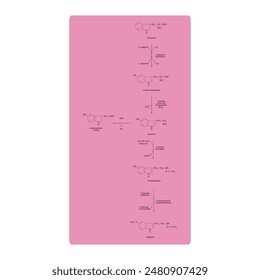 Diagramm, das die Biosynthese von Melatonin aus Tryptophan über enzymatische Reaktionen zeigt - schematische chemische Darstellung der molekularen Struktur.