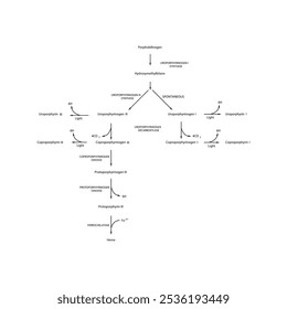 Diagrama que muestra la biosíntesis de derivados de porfirina de porfobilinógeno a través de reacciones enzimáticas. Ilustración esquemática científica farmacológica y bioquímica.