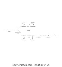 Diagrama que muestra la biosíntesis de derivados de porfirina de porfobilinógeno a través de reacciones enzimáticas. Ilustración esquemática científica farmacológica y bioquímica.