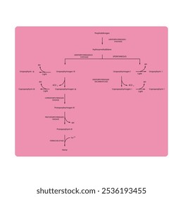 Diagrama que muestra la biosíntesis de derivados de porfirina de porfobilinógeno a través de reacciones enzimáticas. Ilustración esquemática científica farmacológica y bioquímica.