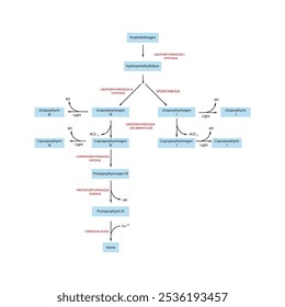 Diagrama que muestra la biosíntesis de derivados de porfirina de porfobilinógeno a través de reacciones enzimáticas. Ilustración esquemática científica farmacológica y bioquímica.