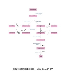 Diagrama que muestra la biosíntesis de derivados de porfirina de porfobilinógeno a través de reacciones enzimáticas. Ilustración esquemática científica farmacológica y bioquímica.