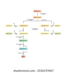 Diagrama que muestra la biosíntesis de derivados de porfirina de porfobilinógeno a través de reacciones enzimáticas. Ilustración esquemática científica farmacológica y bioquímica.