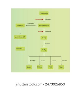 Diagram showing biosynthesis of Prostaglandins from Arachidonic acid via enzymatic reaction - schematic molecular strcuture chemical illustration.