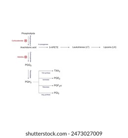 Diagram showing biosynthesis of Prostaglandins from Arachidonic acid via enzymatic reaction - schematic molecular strcuture chemical illustration.