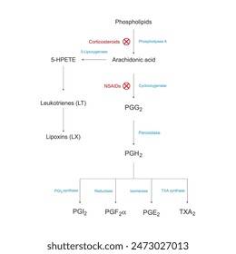 Diagram showing biosynthesis of Prostaglandins from Arachidonic acid via enzymatic reaction - schematic molecular strcuture chemical illustration.