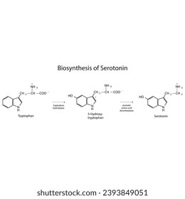 Diagram showing biosynthesis of Serotonin from Tryptophan in 2 stages, via tryptophan hydroxyladse and AACD. Biochemical transformation molecular reaction.