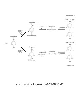 Diagramm zur Biosynthese von Schilddrüsenhormonen (T3, T4) aus Tyrosin durch enzymatische Reaktion - schematische molekulare Struktur chemische Darstellung.