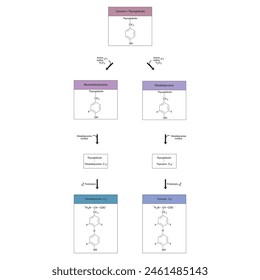 Diagramm zur Biosynthese von Schilddrüsenhormonen (T3, T4) aus Tyrosin durch enzymatische Reaktion - schematische molekulare Struktur chemische Darstellung.