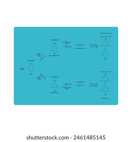 Diagramm zur Biosynthese von Schilddrüsenhormonen (T3, T4) aus Tyrosin durch enzymatische Reaktion - schematische molekulare Struktur chemische Darstellung.