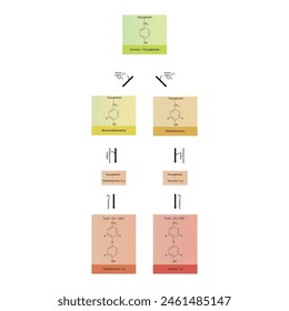 Diagramm zur Biosynthese von Schilddrüsenhormonen (T3, T4) aus Tyrosin durch enzymatische Reaktion - schematische molekulare Struktur chemische Darstellung.