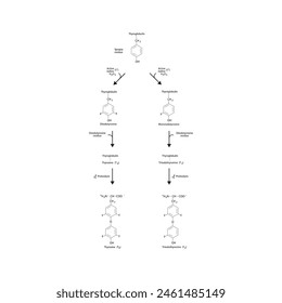 Diagramm zur Biosynthese von Schilddrüsenhormonen (T3, T4) aus Tyrosin durch enzymatische Reaktion - schematische molekulare Struktur chemische Darstellung.