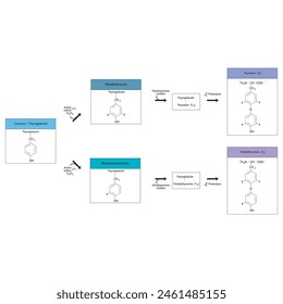 Diagramm zur Biosynthese von Schilddrüsenhormonen (T3, T4) aus Tyrosin durch enzymatische Reaktion - schematische molekulare Struktur chemische Darstellung.