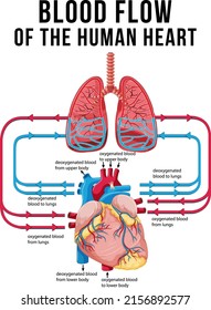 1,828 Blood flow heart lungs Images, Stock Photos & Vectors | Shutterstock