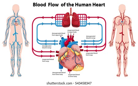 Diagram showing blood flow of the human heart illustration