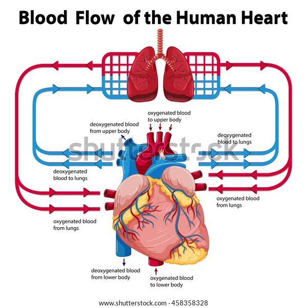 Human Heart Blood Flow Chart
