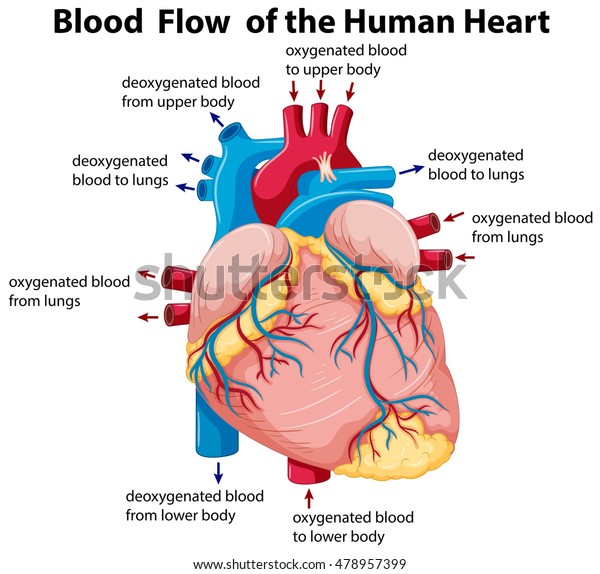 Diagram Showing Blood Flow Human Heart 스톡 벡터(로열티 프리) 478957399