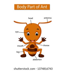 Diagram showing body part of ant