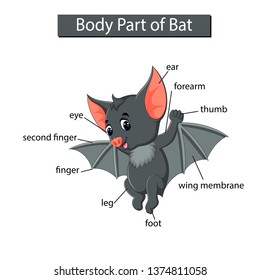 Diagram showing body part of bat