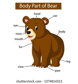 Diagram showing body part of bear