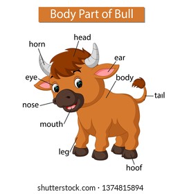 Diagram showing body part of bull