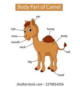 Diagram showing body part of camel