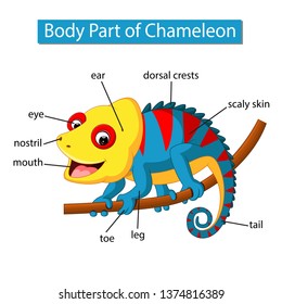 Diagram showing body part of chameleon