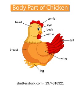 Diagram Showing Body Part Chicken Stock Vector (Royalty Free ...