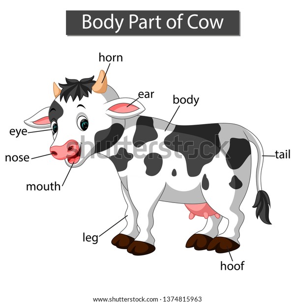 Diagram Showing Body Part Cow Stock Vector (Royalty Free) 1374815963