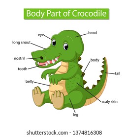 Diagram showing body part of crocodile