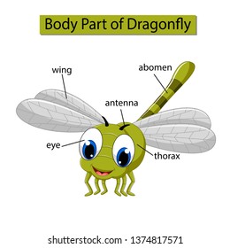 Diagram showing body part of dragonfly